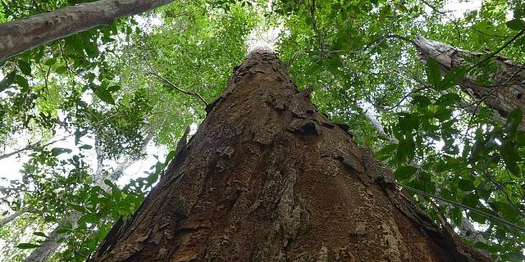 nova-resolucao-aprimora-usos-do-pau-brasil,-arvore-simbolo-do-pais