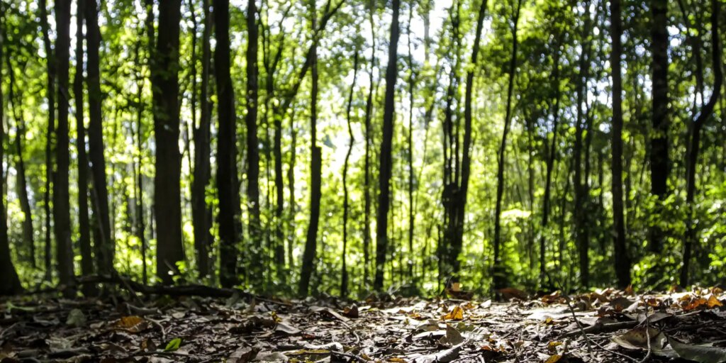 comeca-o-periodo-de-defeso-florestal-no-amazonas