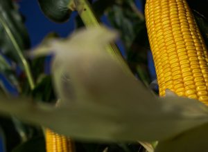 pesquisa-busca-tornar-plantacoes-de-milho-mais-resistentes-ao-calor